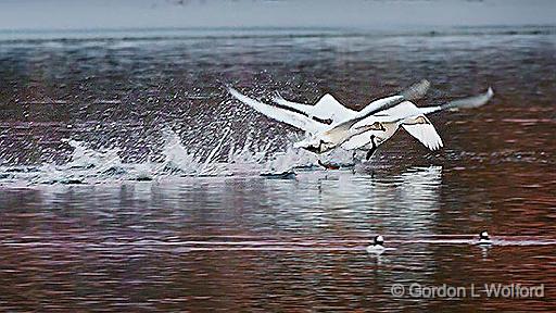 Swans Taking Flight_28726.jpg - Trumpeter Swans (Cygnus buccinator) photographed at sunrise along the Rideau Canal Waterway in Kilmarnock, Ontario, Canada.